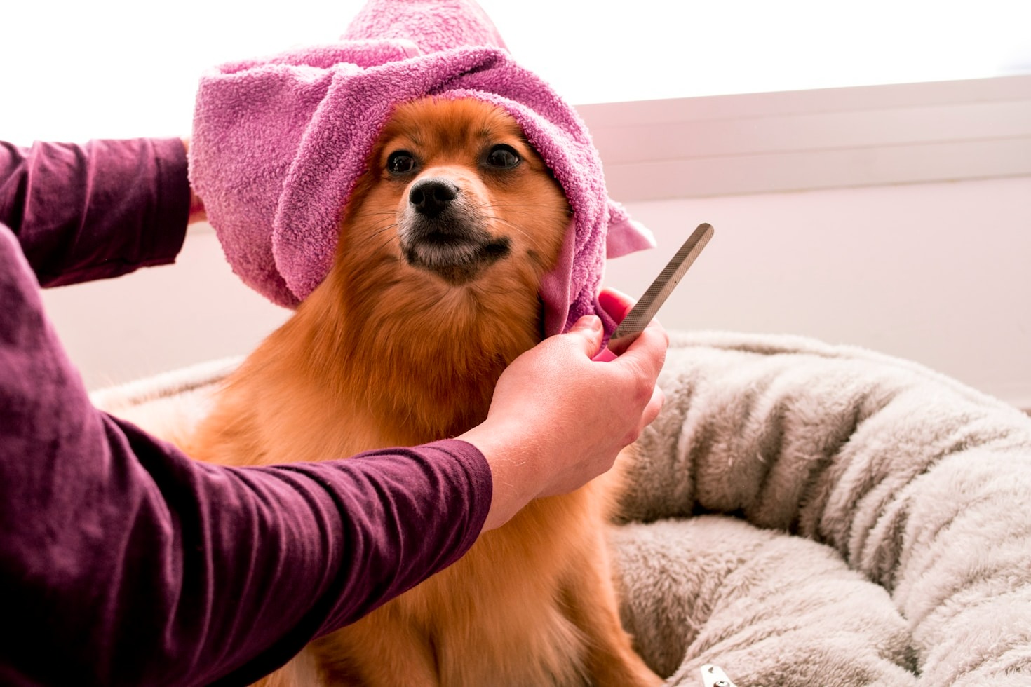 Benefits of Regular Grooming for Your Companion