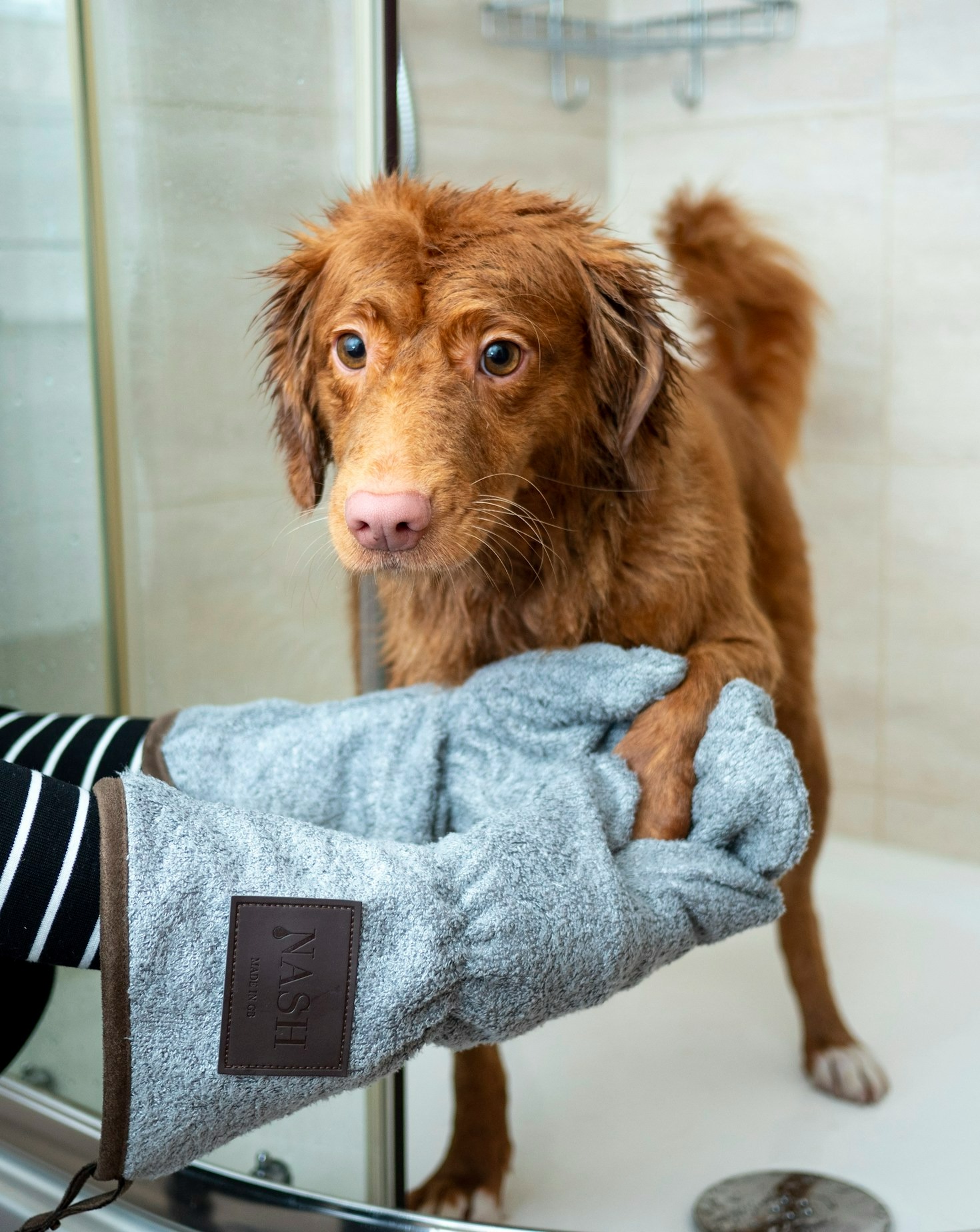 Essential Accessories for Home Pet Care